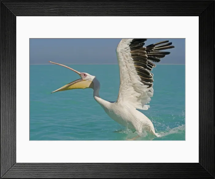 Framed Print : Great White Pelican - landing on water - Atlantic Ocean - Namibia - Africa Framed Print : Great White Pelican - landing on water - Atlantic Ocean - Namibia - Africa