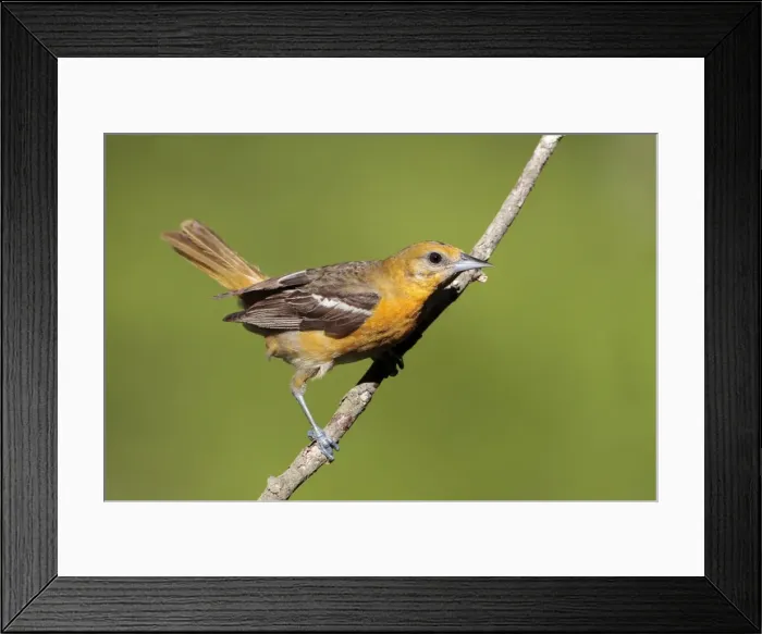 Framed Print : Baltimore Oriole - adult female in late spring. June in Connecticut, USA Framed Print : Baltimore Oriole - adult female in late spring. June in Connecticut, USA