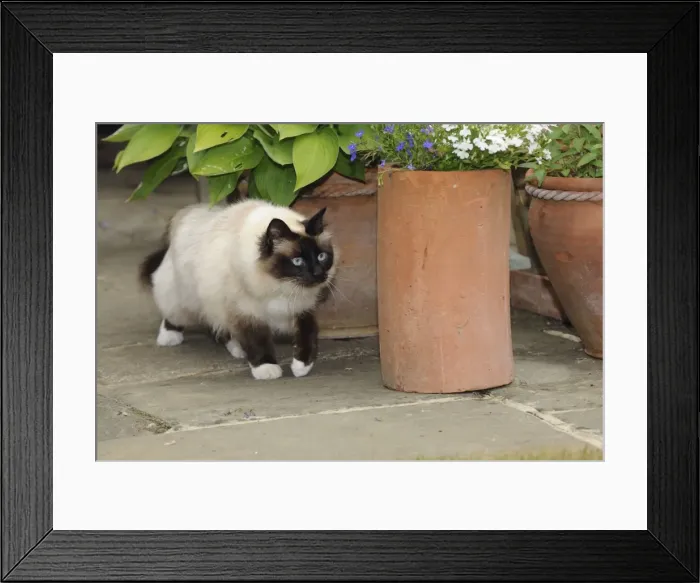 Framed Print : CAT. Oriental cat walking past a flower pot Framed Print : CAT. Oriental cat walking past a flower pot