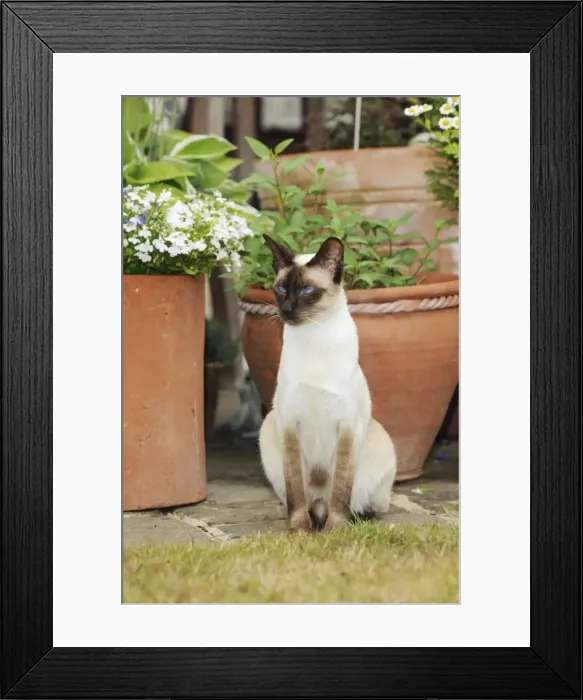 Framed Print : CAT. Chocolate point siamese cat sitting in front of flower pots Framed Print : CAT. Chocolate point siamese cat sitting in front of flower pots