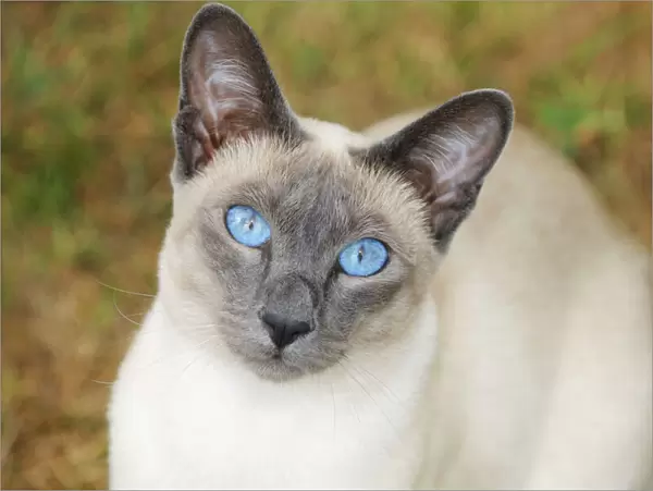 CAT. Blue point siamese cat sitting on grass