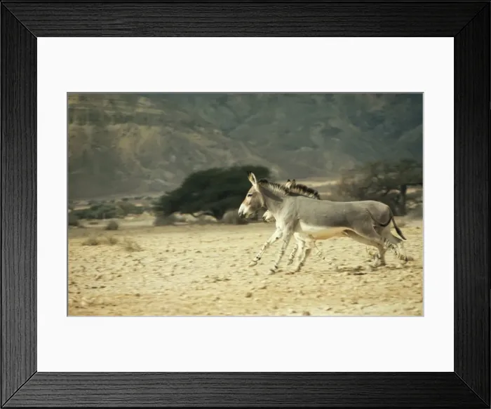 Framed Print : Somalian Wildass JPF 7031 Uquus asinus somaliensis © Jean-PAul Ferrero / ARDEA LONDON Framed Print : Somalian Wildass JPF 7031 Uquus asinus somaliensis © Jean-PAul Ferrero / ARDEA LONDON