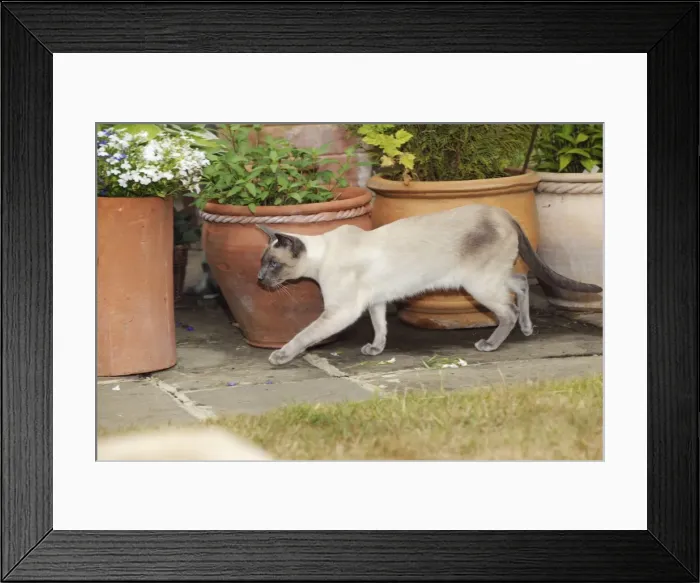 Framed Print : CAT. Blue point siamese cat walking in front of flower pots Framed Print : CAT. Blue point siamese cat walking in front of flower pots