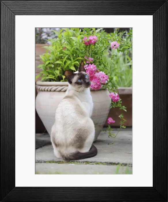 Framed Print : CAT. Chocolate point siamese cat sitting in front of a flower pot Framed Print : CAT. Chocolate point siamese cat sitting in front of a flower pot