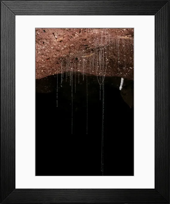Framed Print : Glow Worm - Larvae - Waitomo caves - New Zealand Framed Print : Glow Worm - Larvae - Waitomo caves - New Zealand