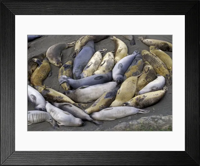 Framed Print : Northern Elephant Seal - group of females and young resting on the beach during the molting season - Piedras Blancas colony - California coast - North America - Pacific Ocean Framed Print : Northern Elephant Seal - group of females and young resting on the beach during the molting season - Piedras Blancas colony - California coast - North America - Pacific Ocean