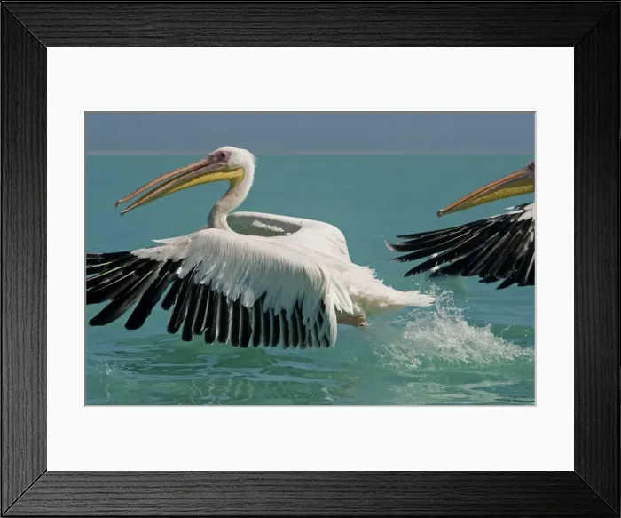 Framed Print : Great White Pelican - taking off - Atlantic Ocean - Namibia - Africa Framed Print : Great White Pelican - taking off - Atlantic Ocean - Namibia - Africa