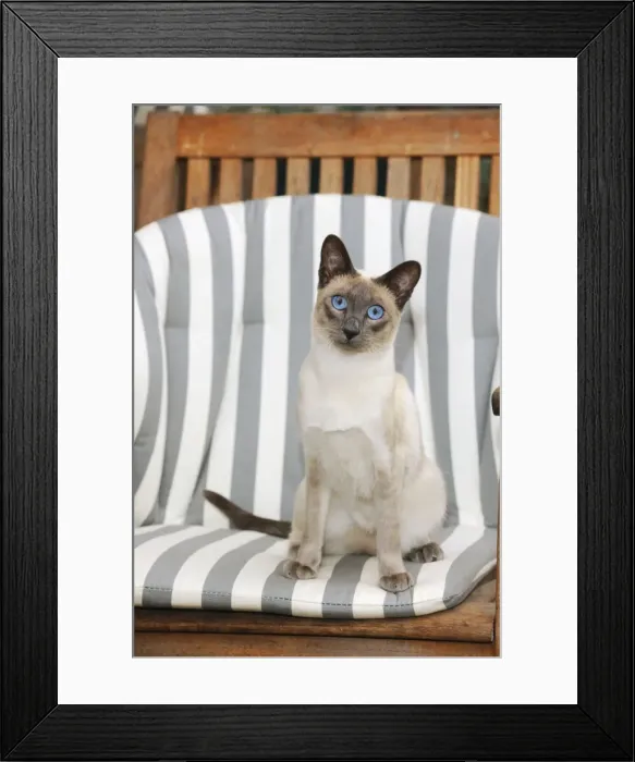 Framed Print : CAT. Blue point siamese cat sitting in a garden chair Framed Print : CAT. Blue point siamese cat sitting in a garden chair