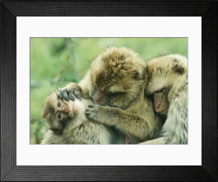 Framed Print : Barbary Ape JPF 6970 Grooming Macaca sylvana © Jean-Paul Ferrero / ARDEA LONDON Framed Print : Barbary Ape JPF 6970 Grooming Macaca sylvana © Jean-Paul Ferrero / ARDEA LONDON