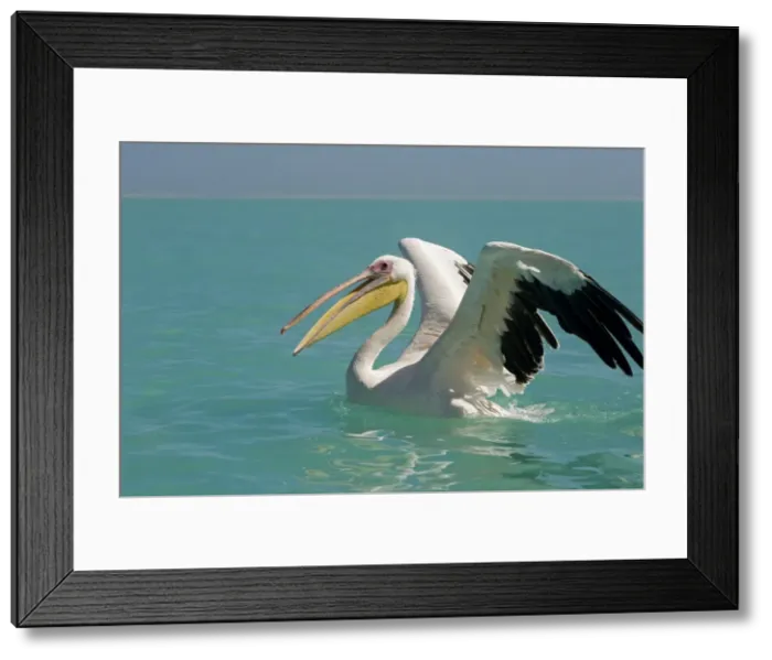 Framed Print : Great White Pelican - on the water - with wings opening and beak open - Atlantic Ocean - Namibia - Africa Framed Print : Great White Pelican - on the water - with wings opening and beak open - Atlantic Ocean - Namibia - Africa