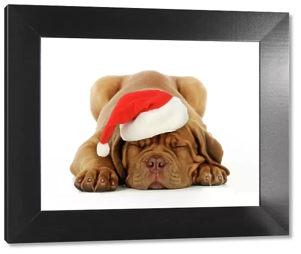 DOG. Dogue de bordeaux puppy laying down wearing Christmas hat Digital Manipulation: Hat JD
