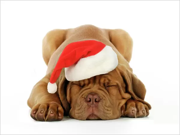 DOG. Dogue de bordeaux puppy laying down wearing Christmas hat Digital Manipulation: Hat JD