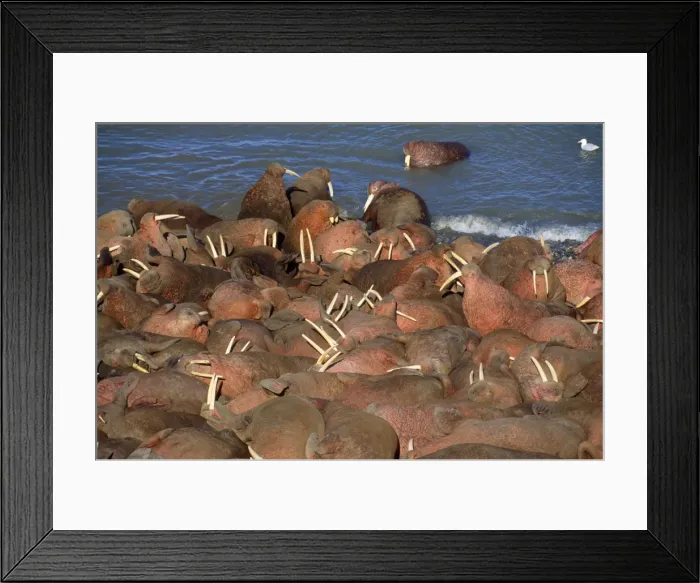 Framed Print : Walrus - colony - Arakamchechen Island - Northern Bearing Sea Framed Print : Walrus - colony - Arakamchechen Island - Northern Bearing Sea