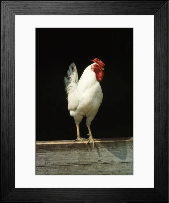 Framed Print : Leg-horn Chicken Framed Print : Leg-horn Chicken