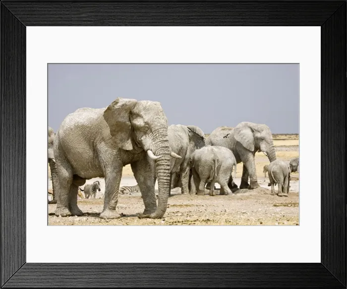 Framed Print : African Elephant - congregating at a water hole - Etosha National Park - Namibia - Africa Framed Print : African Elephant - congregating at a water hole - Etosha National Park - Namibia - Africa