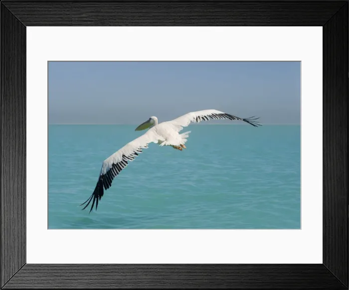 Framed Print : Great White Pelican - in flight over the ocean - wings are spread to their full extent - Atlantic Ocean - Namibia - Africa Framed Print : Great White Pelican - in flight over the ocean - wings are spread to their full extent - Atlantic Ocean - Namibia - Africa