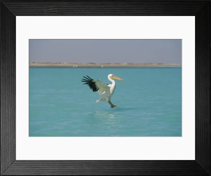 Framed Print : Great White Pelican - in flight landing on water - beach and desert shrub visible in the background - Atlantic Ocean - Namibia - Africa Framed Print : Great White Pelican - in flight landing on water - beach and desert shrub visible in the background - Atlantic Ocean - Namibia - Africa