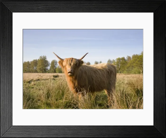 Framed Print : Highland Cattle - Norfolk grazing marsh - UK Framed Print : Highland Cattle - Norfolk grazing marsh - UK