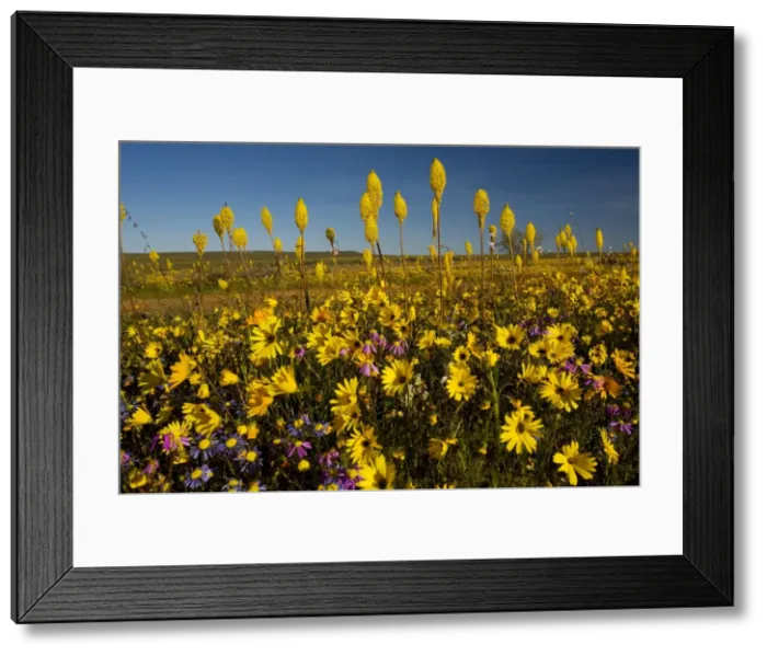 Framed Print : Mass of spring flowers, especially Bulbinella latifolia on Renosterveld (a shrubby vegetation type rich in bulbs), near Nieuwoudtville, Cape, South Africa Framed Print : Mass of spring flowers, especially Bulbinella latifolia on Renosterveld (a shrubby vegetation type rich in bulbs), near Nieuwoudtville, Cape, South Africa