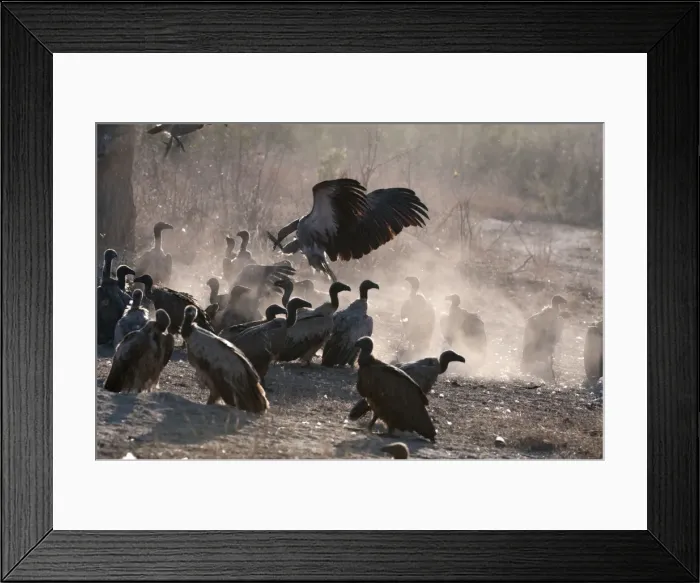 Framed Print : Whitebacked Vulture - group on ground near carcass - Sabi Sands Game Reserve - South Africa Framed Print : Whitebacked Vulture - group on ground near carcass - Sabi Sands Game Reserve - South Africa