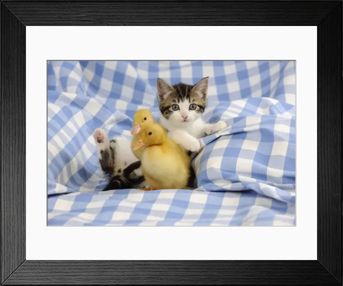Framed Print : CAT & DUCK. Kitten laying on back next to two ducklings sitting Framed Print : CAT & DUCK. Kitten laying on back next to two ducklings sitting
