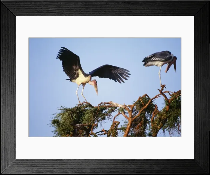 Framed Print : Marabou Stork FL 215 Kenya Leptoptilos crumeniforus © Ferrero-Labat / ARDEA LONDON Framed Print : Marabou Stork FL 215 Kenya Leptoptilos crumeniforus © Ferrero-Labat / ARDEA LONDON