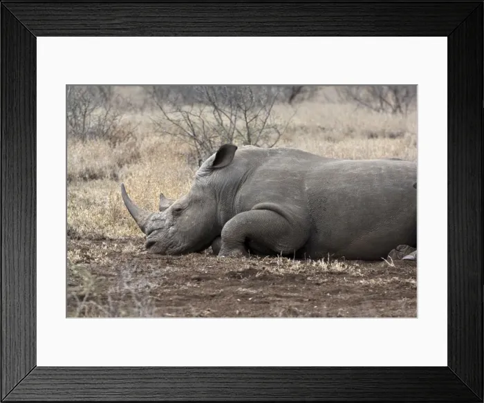 Framed Print : White Rhinoceros - lying down - Kruger National Park - South Africa Framed Print : White Rhinoceros - lying down - Kruger National Park - South Africa