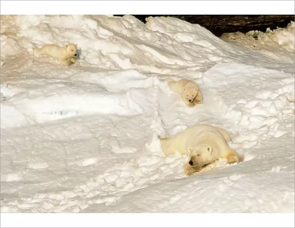 Polar Bear - mother & cubs sliding, Canadian Arctic