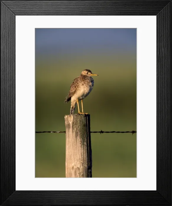 Framed Print : Upland Sandpiper - Alberta Canada Framed Print : Upland Sandpiper - Alberta Canada