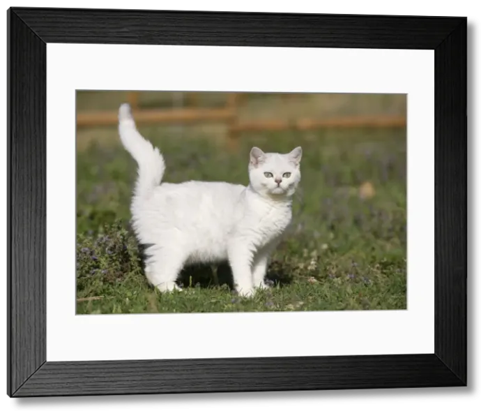 Framed Print : Cat - white British shorthair Framed Print : Cat - white British shorthair