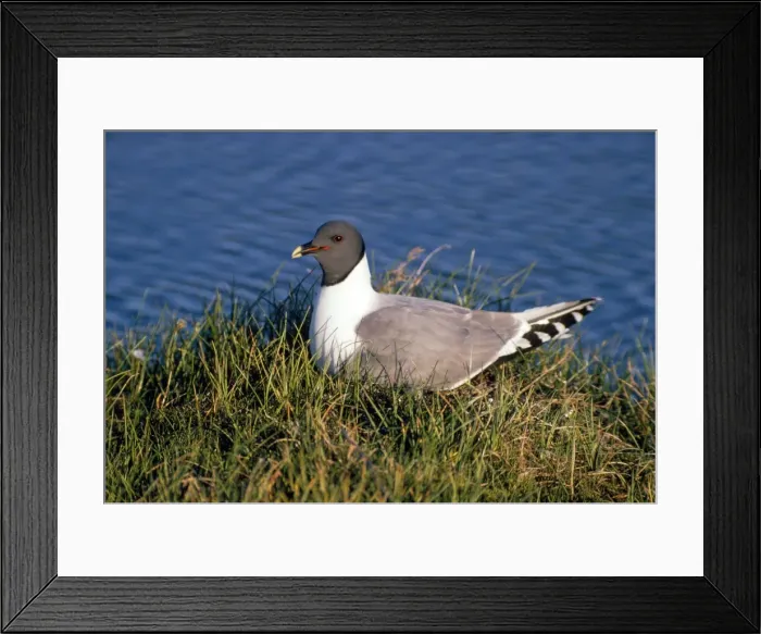 Framed Print : Sabine's Gull - on nest - Victoria Island NWT Canada Framed Print : Sabine's Gull - on nest - Victoria Island NWT Canada