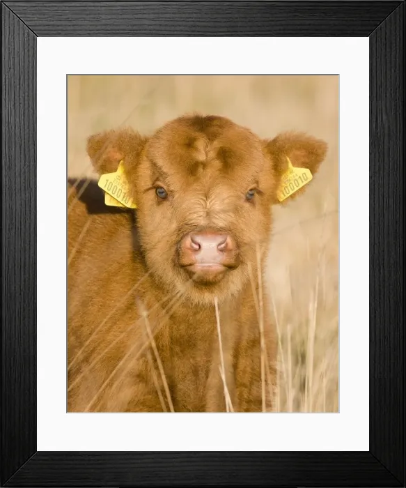 Framed Print : Highland Cattle - young with tags on ears - Norfolk grazing marsh - UK Framed Print : Highland Cattle - young with tags on ears - Norfolk grazing marsh - UK