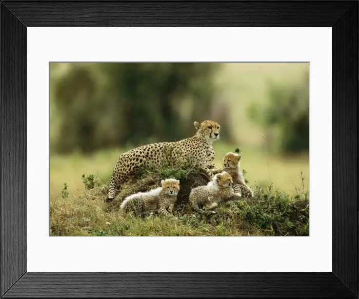Framed Print : Cheetah - with 3 young cubs Framed Print : Cheetah - with 3 young cubs