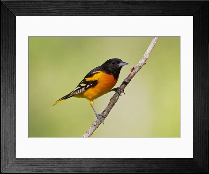 Framed Print : Baltimore Oriole - adult male in late spring. June in Connecticut, USA Framed Print : Baltimore Oriole - adult male in late spring. June in Connecticut, USA