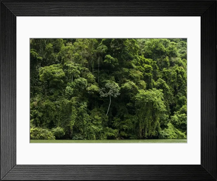 Framed Print : Rio Dulce region - Rainforest - Guatemala Framed Print : Rio Dulce region - Rainforest - Guatemala