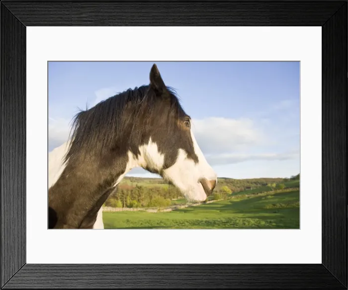 Framed Print : Horse Head with peak district scenery in background Derbyshire Peak District UK Framed Print : Horse Head with peak district scenery in background Derbyshire Peak District UK