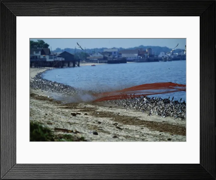 Framed Print : Birds - canon net firing over shorebirds for banding - Reed's beach New Jersey USA Framed Print : Birds - canon net firing over shorebirds for banding - Reed's beach New Jersey USA