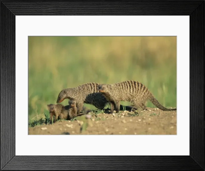 Framed Print : Banded Mongoose - family - Maasai Mara, Kenya, Africa Framed Print : Banded Mongoose - family - Maasai Mara, Kenya, Africa