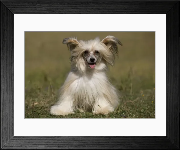 Framed Print : Chinese Crested Dog Framed Print : Chinese Crested Dog
