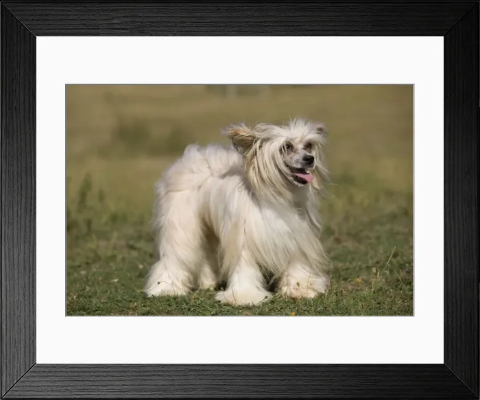 Framed Print : Chinese Crested Dog Framed Print : Chinese Crested Dog