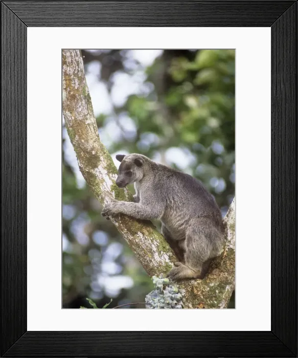 Framed Print : Grizzled Tree Kangaroo - New Guinea Framed Print : Grizzled Tree Kangaroo - New Guinea