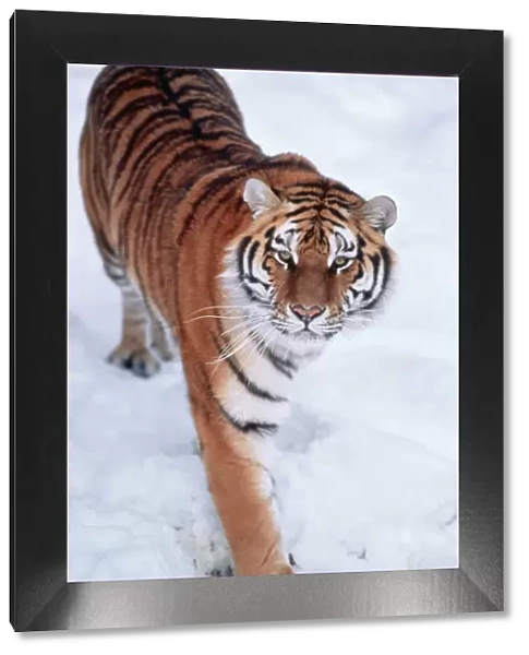 Siberian Tiger - in snow
