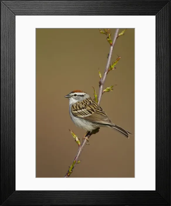 Framed Print : Chipping Sparrow on territory in spring. CT in April. USA