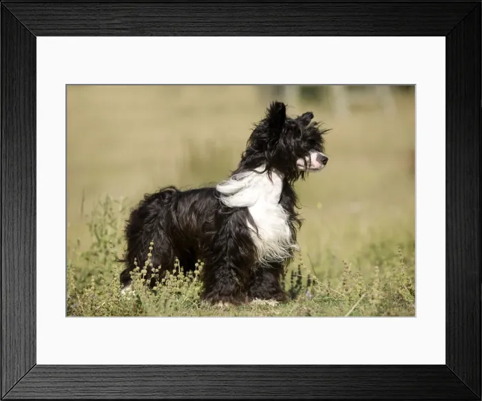 Framed Print : Chinese Crested Dog Framed Print : Chinese Crested Dog