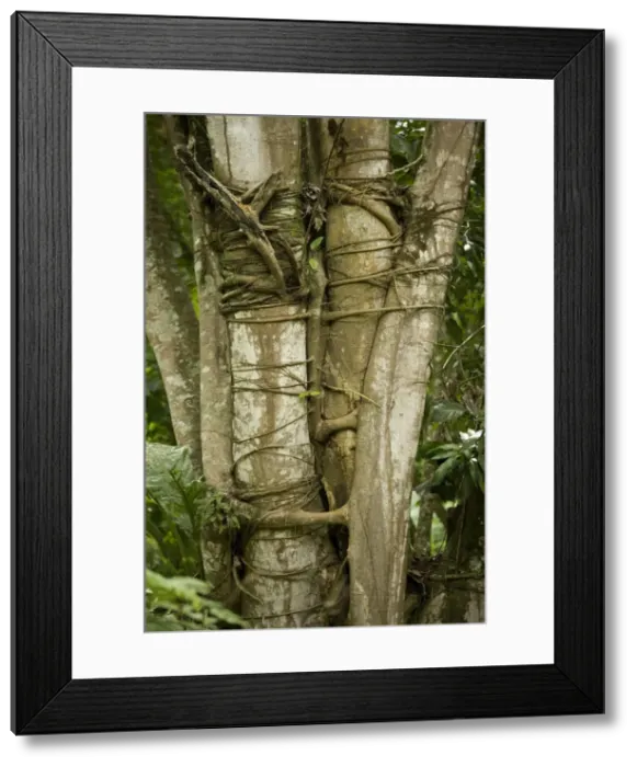 Framed Print : Tree with strangler fig - Rainforest - Guatemala Framed Print : Tree with strangler fig - Rainforest - Guatemala