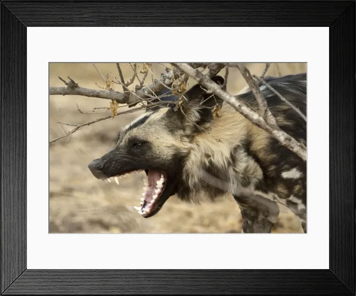Framed Print : Wild Dog - with mouth open snarling - Mashatu Game Reserve - Botswana Framed Print : Wild Dog - with mouth open snarling - Mashatu Game Reserve - Botswana