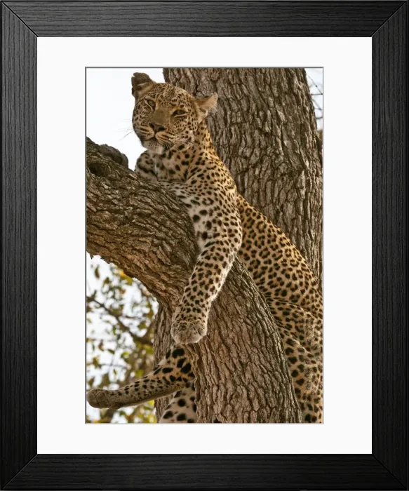 Framed Print : Leopard - resting on branch - Sabi Sands Game Reserve - South Africa Framed Print : Leopard - resting on branch - Sabi Sands Game Reserve - South Africa