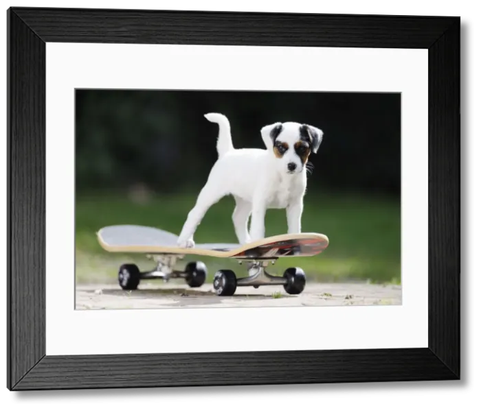 Framed Print : DOG. Parson jack russell terrier puppy on skateboard Framed Print : DOG. Parson jack russell terrier puppy on skateboard