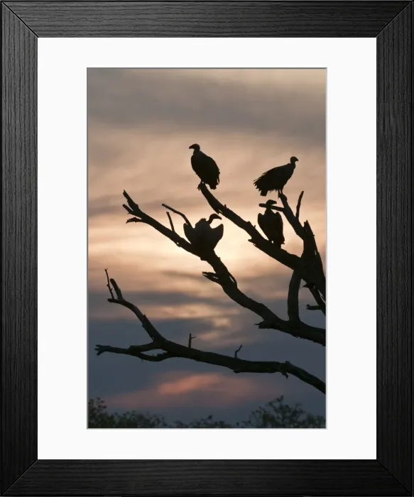 Framed Print : Whitebacked Vulture - at roost against sunset - silhouette - Sabi Sands Game Reserve - South Africa Framed Print : Whitebacked Vulture - at roost against sunset - silhouette - Sabi Sands Game Reserve - South Africa