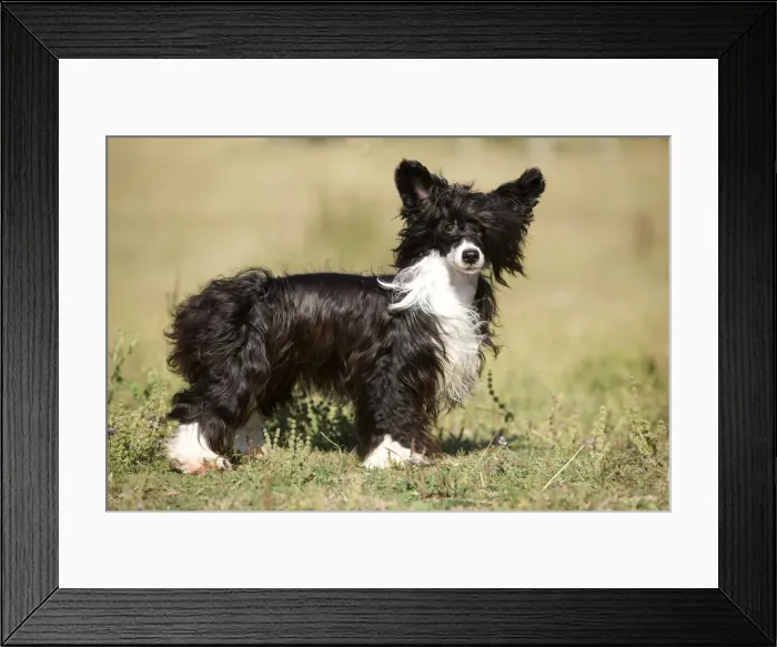 Framed Print : Chinese Crested Dog Framed Print : Chinese Crested Dog